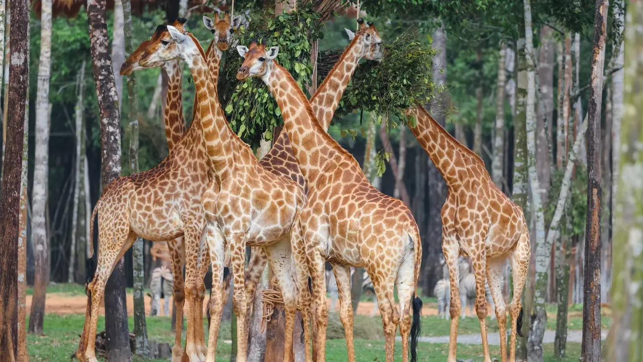 Khu công viên Safari tại Vinhomes Green Paradise mang đến trải nghiệm khám phá thế giới động vật hoang dã đầy thú vị.