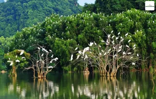 Rừng ngập mặn Cần Giờ: Di sản sinh quyển thế giới với hệ sinh thái đa dạng và cảnh quan tuyệt đẹp.