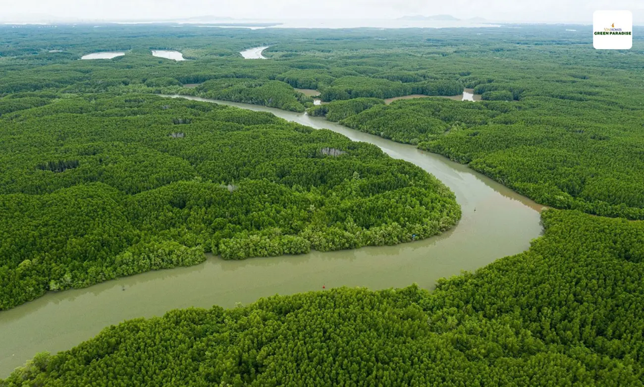 Rừng ngập mặn Cần Giờ – Lợi thế sinh thái độc nhất định vị Cần Giờ thành vùng lõi bất động sản vệ tinh mới của TP.HCM.