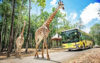 Vinpearl Safari là điểm nhấn tại Vinhomes Green Paradise Cần Giờ, mang đến trải nghiệm thiên nhiên kỳ thú cho cư dân và du khách.