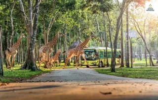 Safari Vinhomes Cần Giờ: trải nghiệm thiên nhiên hoang dã giữa rừng ngập mặn với loài thú quý hiếm và dịch vụ đẳng cấp.
